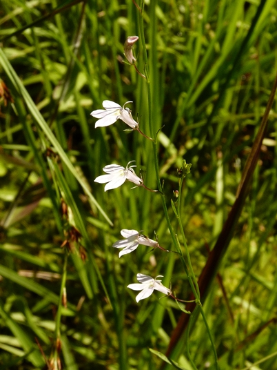 {Lobelia nuttallii}